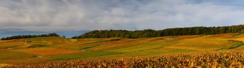 Vente et dégustation de champagne dans un domaine viticole à Reims 