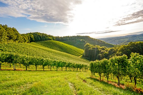 Domaine de viticulture durable à Champagne