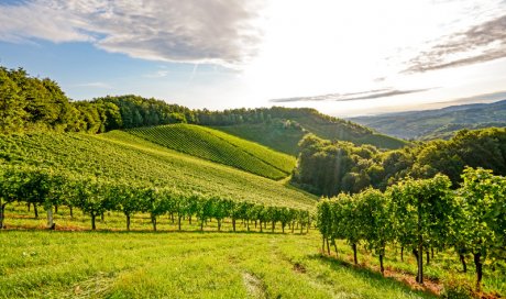 Domaine de viticulture durable à Champagne