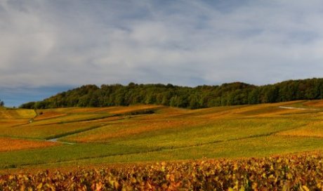 Vente et dégustation de champagne dans un domaine viticole à Reims 
